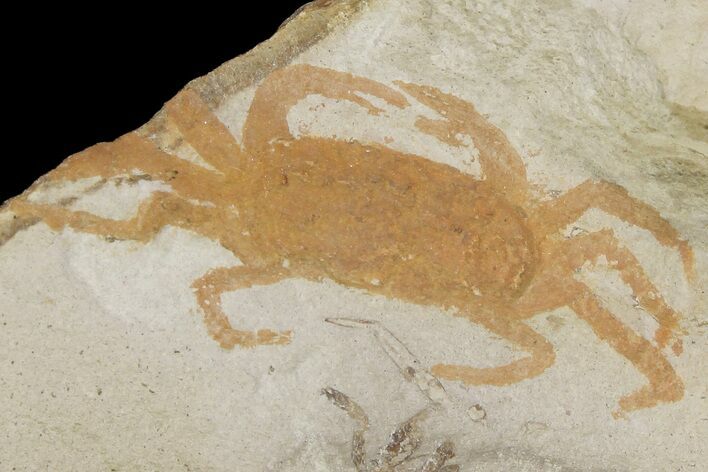 Miocene Pea Crab (Pinnixa) Fossil - California #177011